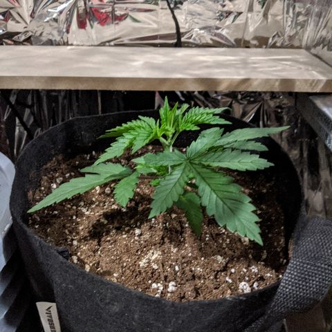 S2e1 new "hope" growlog timeline photo