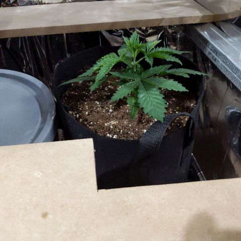 S2e1 new "hope" growlog timeline photo