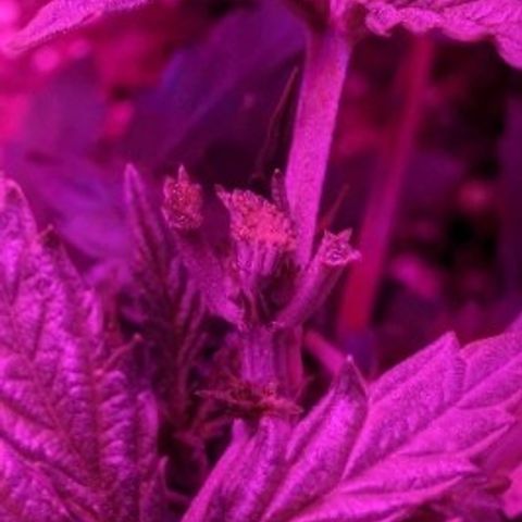 S2e1 new "hope" growlog photo: Fim
