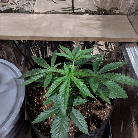 S2e1 new "hope" growlog photo: First day after fim