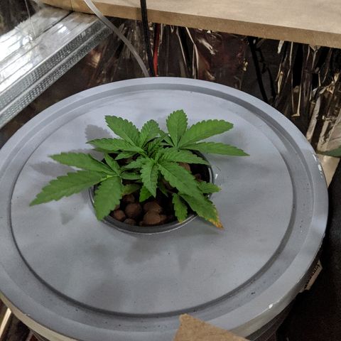 S2e1 new "hope" growlog photo: Discover one brown root