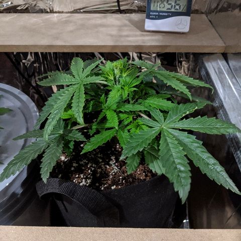 S2e1 new "hope" growlog timeline photo