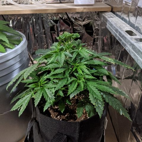 S2e1 new "hope" growlog timeline photo