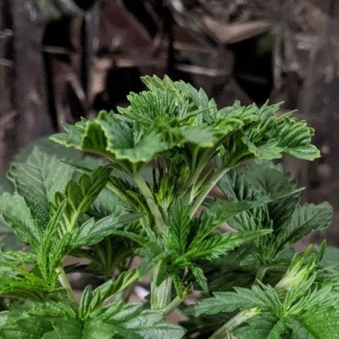 S2e1 new "hope" growlog photo: Fim'd 6 days ago