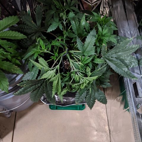 S2e1 new "hope" growlog photo: Adjusted lst