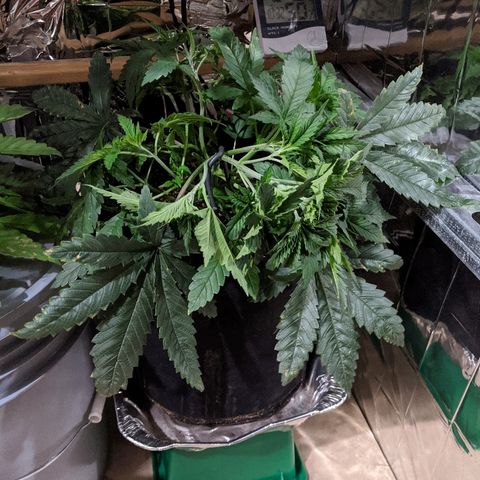 S2e1 new "hope" growlog photo: Adjusted lst