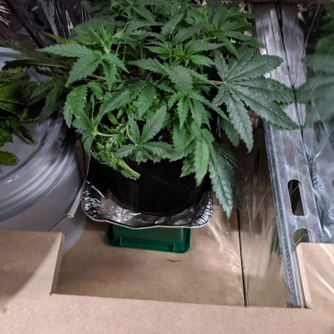 S2e1 new "hope" growlog timeline photo