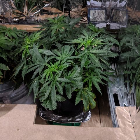S2e1 new "hope" growlog timeline photo