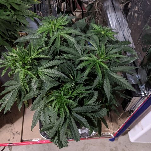 S2e1 new "hope" growlog photo: Rotated plant
