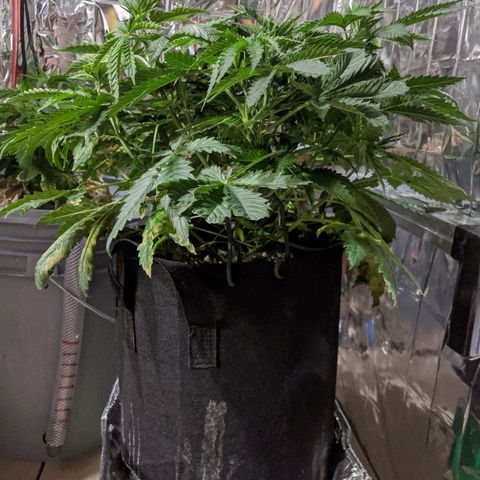 S2e1 new "hope" growlog photo: Rotated plant