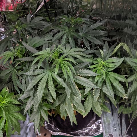 S2e1 new "hope" growlog timeline photo