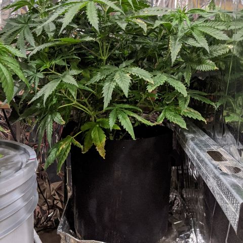 S2e1 new "hope" growlog timeline photo
