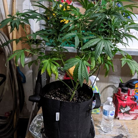 S2e1 new "hope" growlog timeline photo