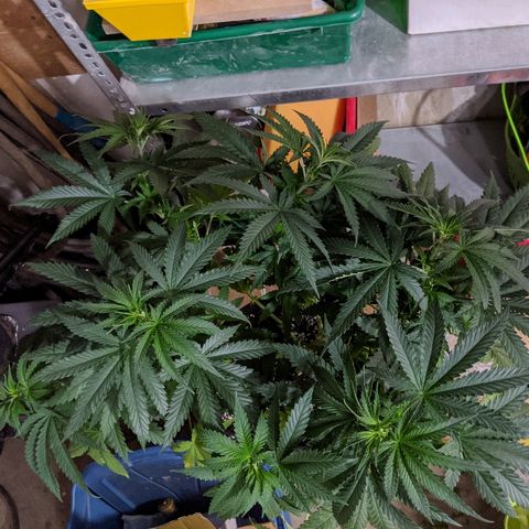 S2e1 new "hope" growlog timeline photo
