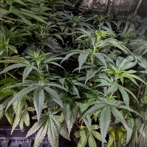 S2e1 new "hope" growlog timeline photo