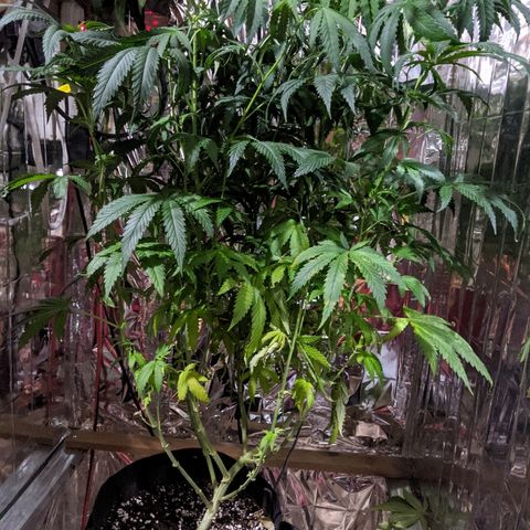 S2e1 new "hope" growlog timeline photo