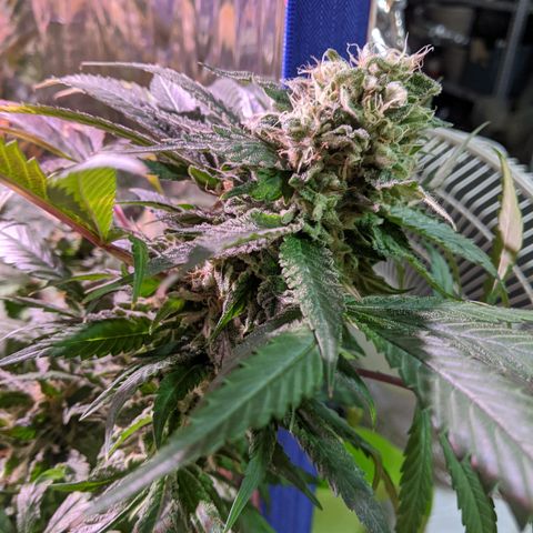 S2e1 new "hope" growlog timeline photo