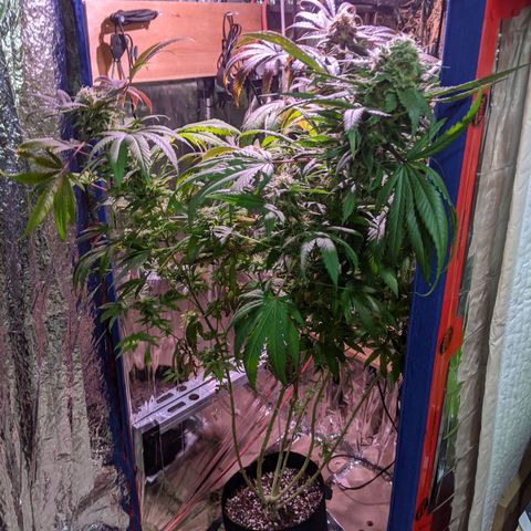 S2e1 new "hope" growlog timeline photo