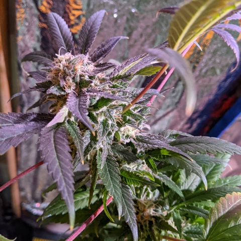 S2e1 new "hope" growlog timeline photo