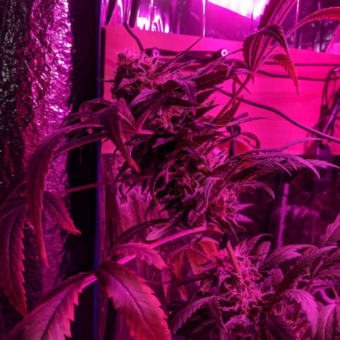 S2e1 new "hope" growlog timeline photo