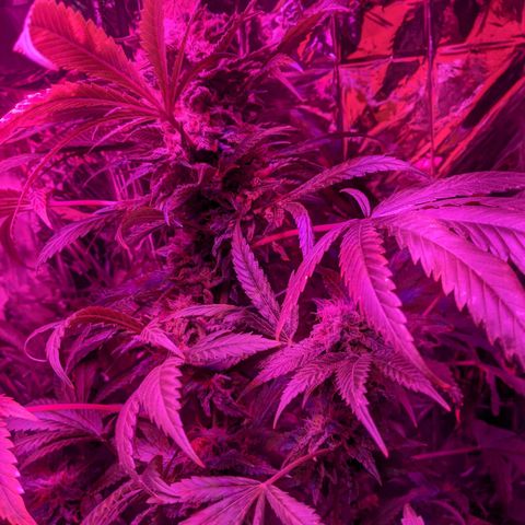 S2e1 new "hope" growlog timeline photo