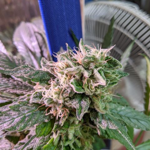 S2e1 new "hope" growlog timeline photo