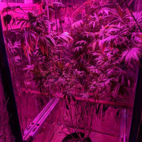 S2e1 new "hope" growlog timeline photo
