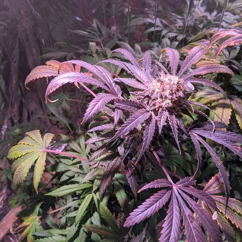 S2e1 new "hope" growlog timeline photo