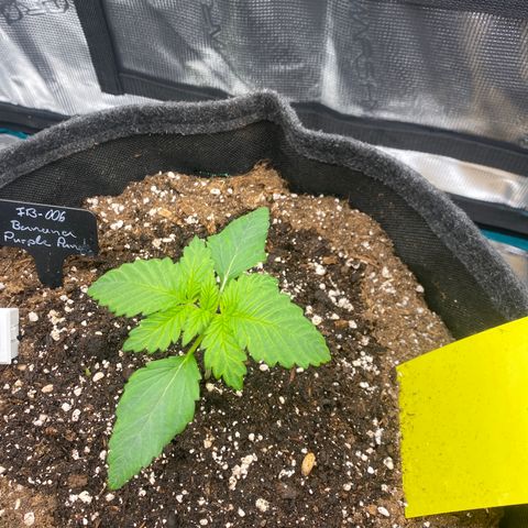 Banana Purple Punch Auto growlog timeline photo