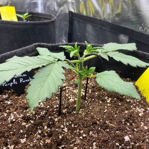 Banana Purple Punch Auto growlog timeline photo