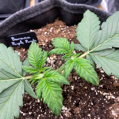 Banana Purple Punch Auto growlog timeline photo