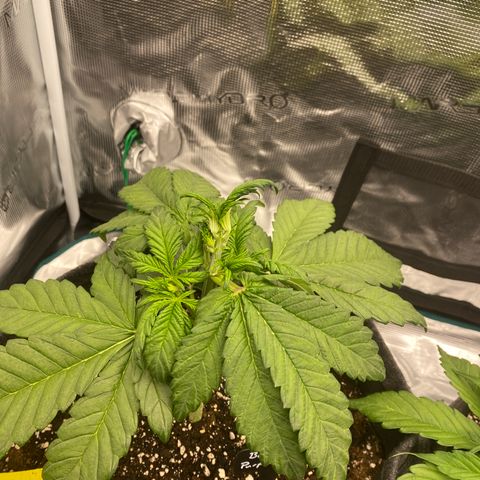 Banana Purple Punch Auto growlog timeline photo