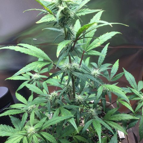 Gorilla glue  growlog timeline photo
