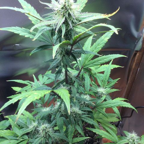 Gorilla glue  growlog timeline photo