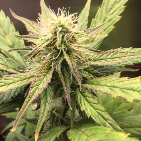 Gorilla glue  growlog timeline photo