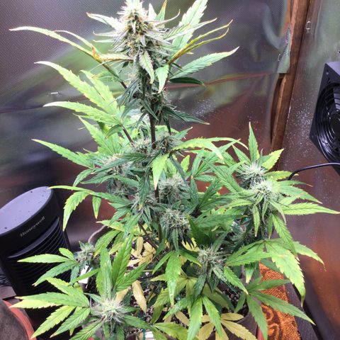 Gorilla glue  growlog photo: Bottom leaves turning yellow