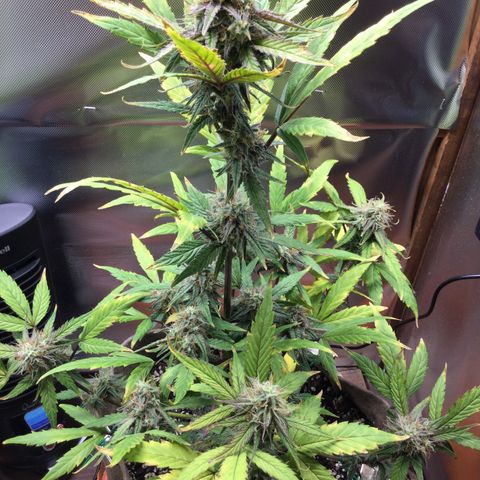 Gorilla glue  growlog timeline photo