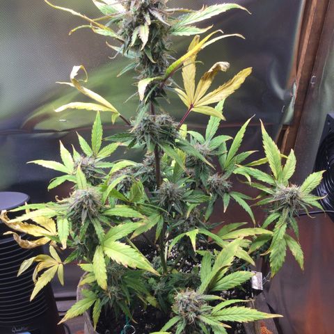 Gorilla glue  growlog timeline photo