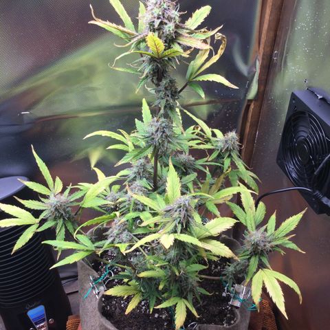 Gorilla glue  growlog photo: trichomes are milky but not much amber 