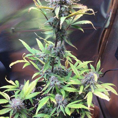 Gorilla glue  growlog timeline photo