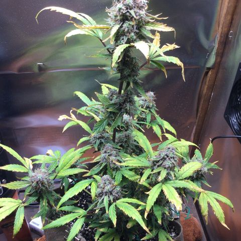 Gorilla glue  growlog timeline photo
