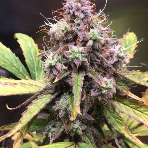 Gorilla glue  growlog timeline photo
