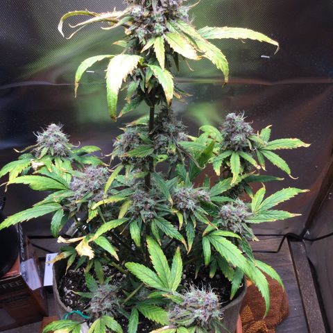 Gorilla glue  growlog timeline photo