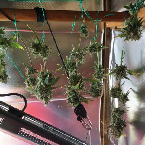 Gorilla glue  growlog timeline photo
