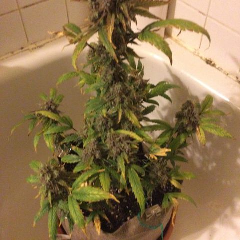 Gorilla glue  growlog timeline photo