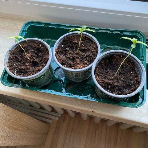 RQS Quick One 1 growlog timeline photo
