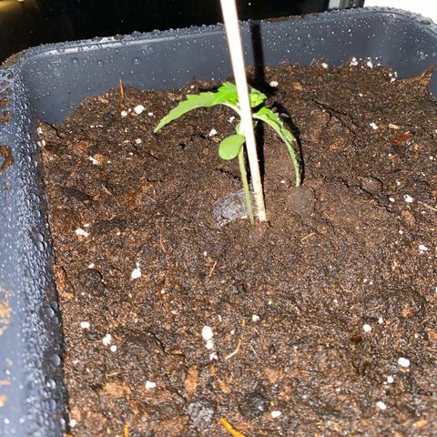 RQS Quick One 1 growlog timeline photo