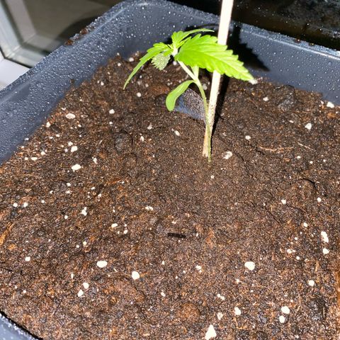 RQS Quick One 1 growlog timeline photo