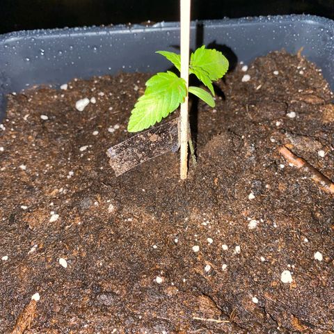 RQS Quick One 1 growlog timeline photo