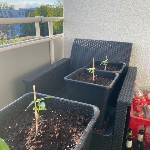 RQS Quick One 1 growlog timeline photo